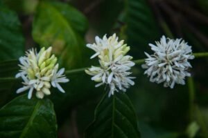 India's Most expensive Luxury retreat