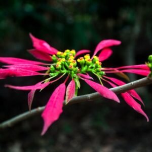 garden-gallery-6-550x550